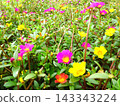 Full bloom in October 143343224