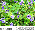 Full bloom in October 143343225