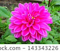 Full bloom in October 143343226