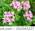 Full bloom in October 143343227