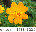 Full bloom in October 143343228