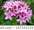 Full bloom in October 143343229