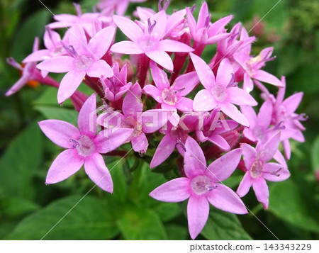 十月盛花期 十月盛花期 143343229
