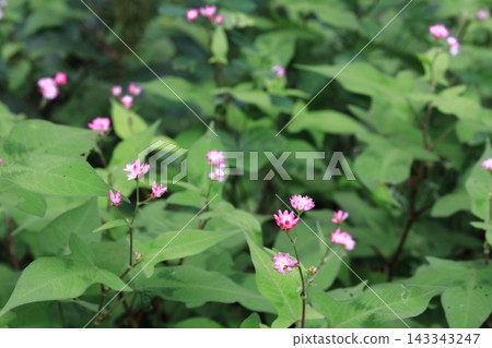 Delicate pink flowers of Polygonum thunbergii Delicate pink flowers of Polygonum thunbergii 143343247