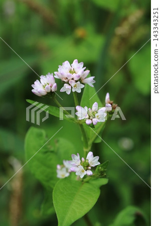 蓼屬植物(Polygonum thunbergii)的嬌嫩粉紅色花朵 蓼屬植物(Polygonum thunbergii)的嬌嫩粉紅色花朵 143343251
