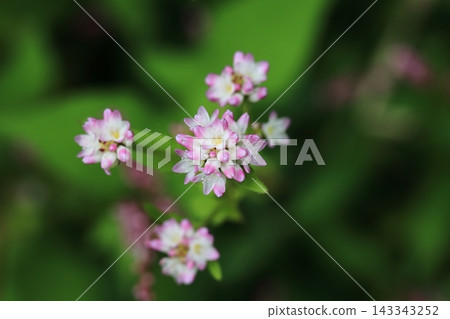 蓼屬植物(Polygonum thunbergii)的嬌嫩粉紅色花朵 蓼屬植物(Polygonum thunbergii)的嬌嫩粉紅色花朵 143343252