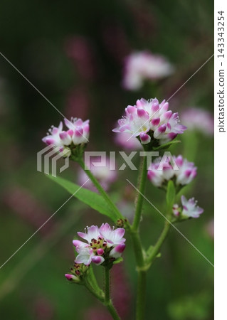 蓼屬植物(Polygonum thunbergii)的嬌嫩粉紅色花朵 蓼屬植物(Polygonum thunbergii)的嬌嫩粉紅色花朵 143343254
