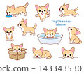 可愛的吉娃娃幼犬姿勢圖集 - 向量插圖素材 143343530