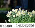 Narcissus 143343556