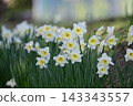 Narcissus 143343557