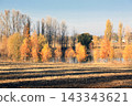 Autumn Trees Along a Rural Pond and Harvested Field in Golden Evening Light 143343621