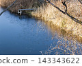 Small Wooden Pier by a Pond with Reeds and Thin Ice in Late Autumn 143343622