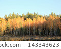 Golden Birch Forest and Pine Trees in Warm Autumn Sunlight 143343623