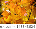 Maple Leaves in Warm Autumn Sunlight 143343624
