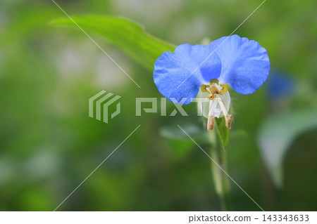 藍胡蘿蔔 藍胡蘿蔔 143343633