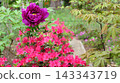Peonies at Tamon-in Temple, Tokorozawa City 143343719