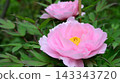 Peonies at Tamon-in Temple, Tokorozawa City 143343720