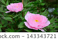 Peonies at Tamon-in Temple, Tokorozawa City 143343721