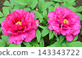 Peonies at Tamon-in Temple, Tokorozawa City 143343722