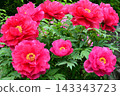 Peonies at Tamon-in Temple, Tokorozawa City 143343723