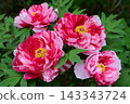 Peonies at Tamon-in Temple, Tokorozawa City 143343724