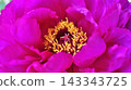 Peonies at Tamon-in Temple, Tokorozawa City 143343725