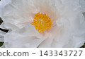 Peonies at Tamon-in Temple, Tokorozawa City 143343727