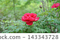 Peonies at Tamon-in Temple, Tokorozawa City 143343728