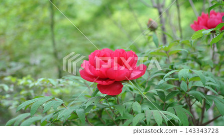 所澤市多門院的牡丹花 所澤市多門院的牡丹花 143343728