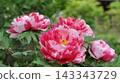 Peonies at Tamon-in Temple, Tokorozawa City 143343729