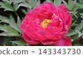 Peonies at Tamon-in Temple, Tokorozawa City 143343730