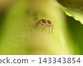 A young jumping spider with a small body. 143343854