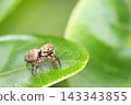 A jumping spider perched on a round leaf 143343855