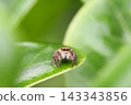 A jumping spider peeking out from behind a leaf. 143343856