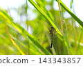 Dragonfly perching on a leaf 143343857