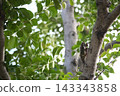 A cicada perched on a tree 143343858