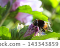 A hoverfly perched on a flower bud. 143343859