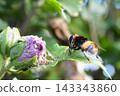 A hoverfly searching for nectar. 143343860