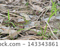 A grasshopper hiding among the fallen leaves 143343861