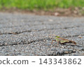 A grasshopper walking on an asphalt road 143343862