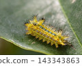 Larvae of the blue slug moth 143343863