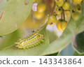 Aoi moth larva and tree fruit 143343864