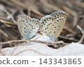 Lycaenidae butterflies mating 143343865