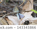 Lycaenidae butterflies court each other by pointing their genitalia towards one another. 143343866
