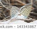 Lycaenidae butterflies mating 143343867