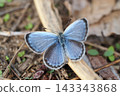 Lycaen butterfly opening its wings 143343868