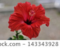 Red hibiscus 143343928