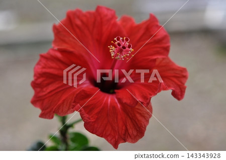 紅芙蓉 143343928