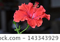 Red hibiscus 143343929