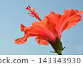 Bright red hibiscus flowers against a blue sky 143343930